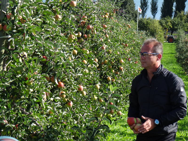 Apfelplantage Nhe Konstanz